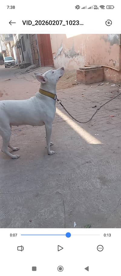 female for sale bachy deny wali hy