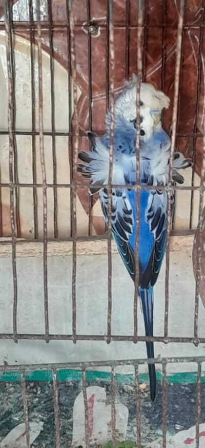 voilet hoggoromo double flower breeder male