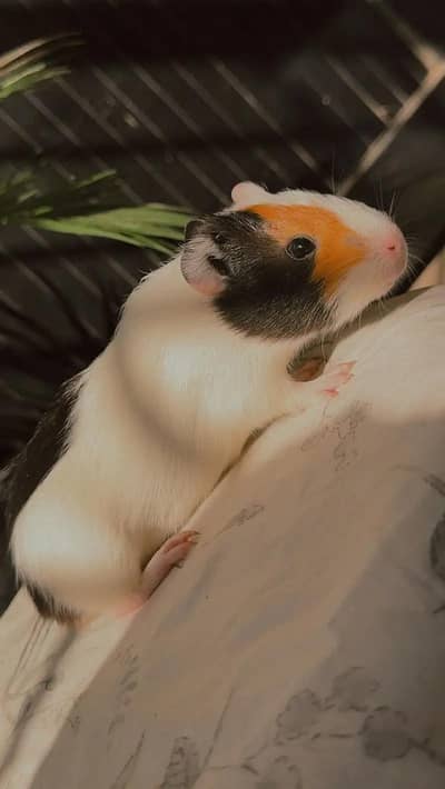 guinea pig