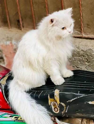 persian cat triple code washroom trend full healthy and active frendly