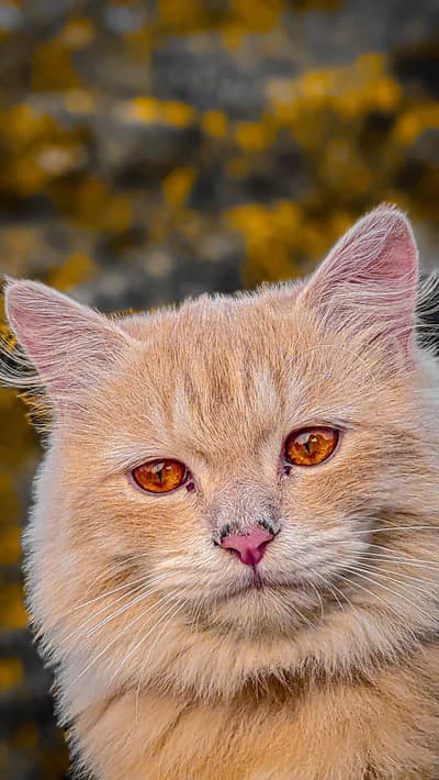 Persion Doll face cat for sell Vaccinatted and no issue with him