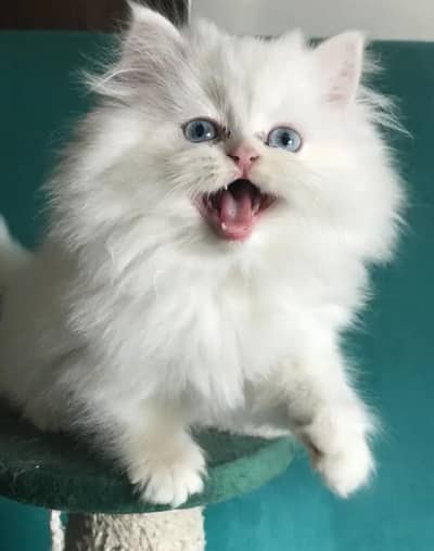 Cat for sale only WhatsApp number 03468556940