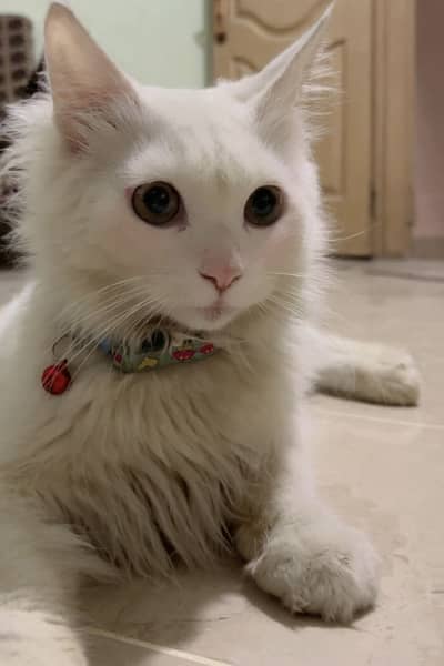 Male persian cat