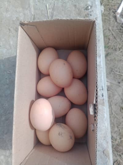 10 aseel fertile eggs for sell . per egg  150 RS .