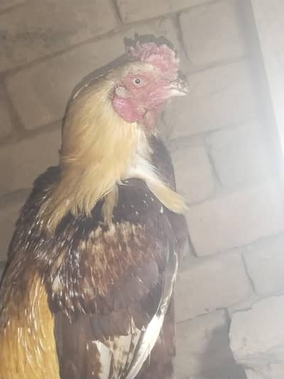 Assel murgha Breeder Confirm