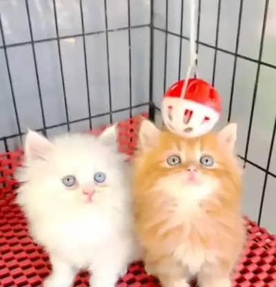 Cat for sale only WhatsApp number 03468556940