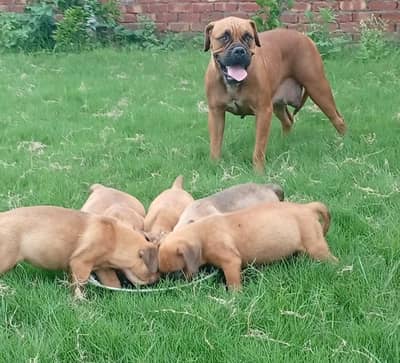 Pedigree Bull mastiff breeder female available for sale