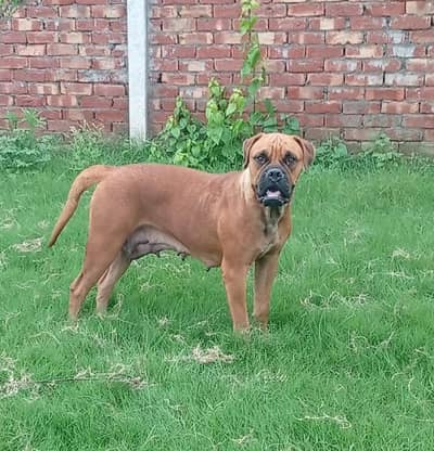 Pedigree Bull mastiff breeder female available for farm house's