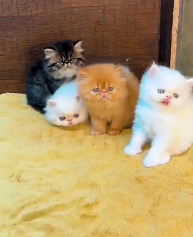 Cat for sale only WhatsApp number 03468556940