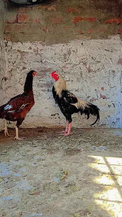 Pure java aseel pair