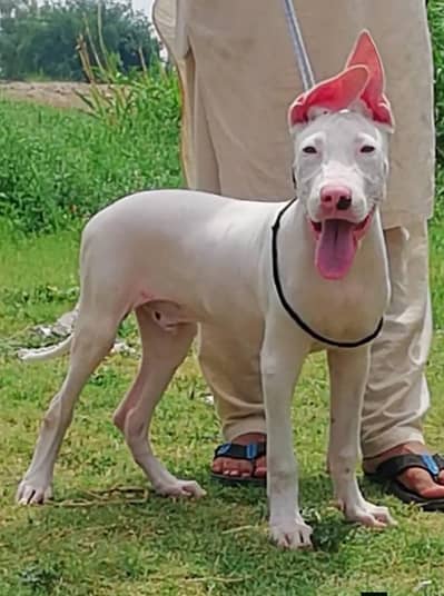 Guwahati gultair male age 12 month  for sale