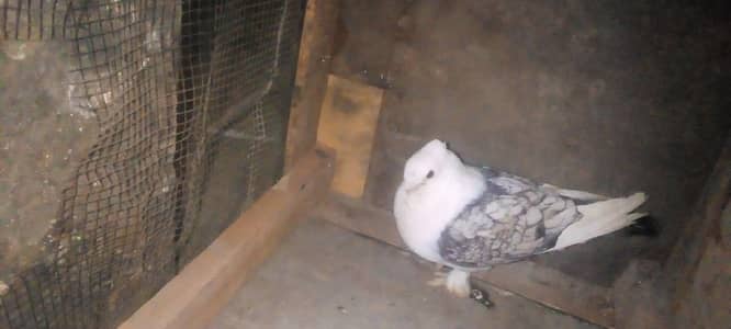 sentinet pigeons are available sell 0370 279 4087