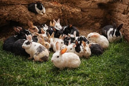 rabbit kittens