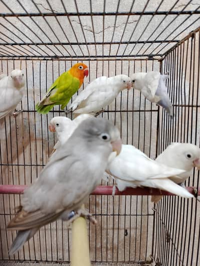 albino Redeye love bird