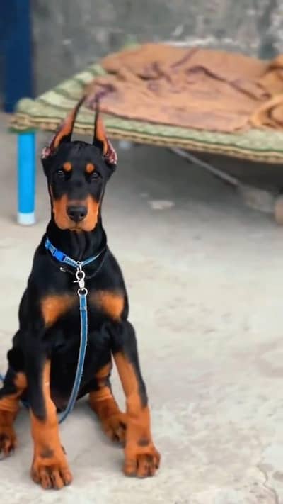 imported American Doberman for sale