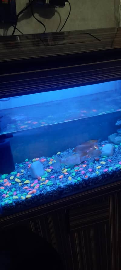 Luxury Mini Aquarium For Sale