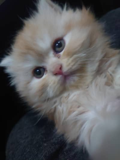 cute piki face Persian kitten