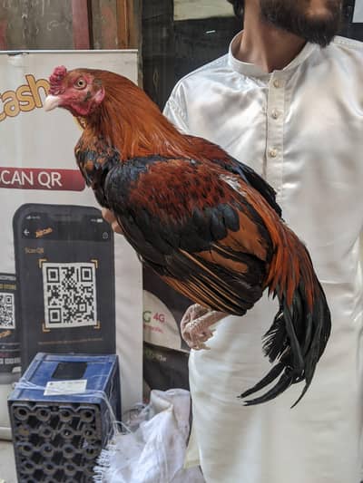 full haldi and active murga ha kise ko chaya rabta kr shta ha