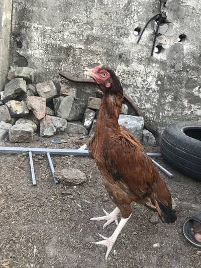 Aseel madi O33Z 33 I6I 33 whattsapp or phone