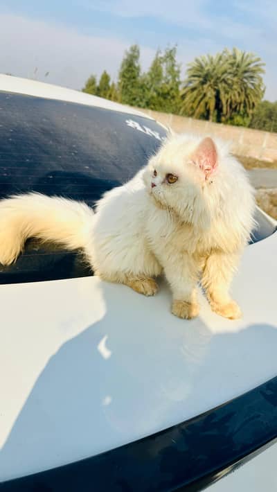 From 1st month till With me 9 months now