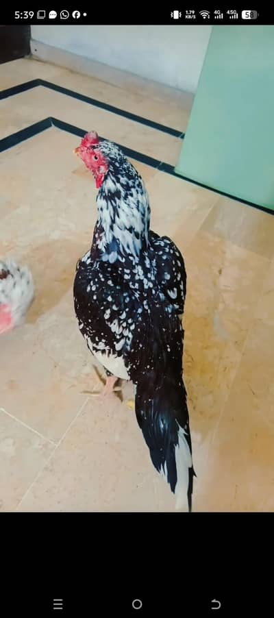 highted high breed aseel Ma Sha Allah urai ki b video avialble hai