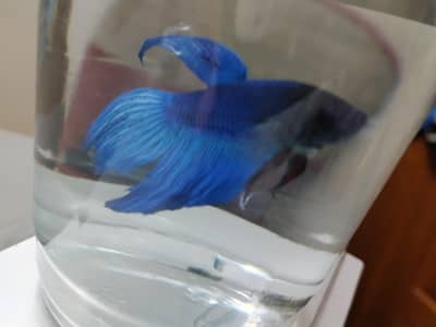 Adult Male betta available galaxy,halfmoon,candy & veil tail