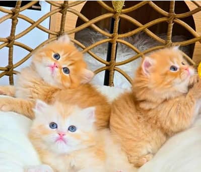 Persian Cat for sale my WhatsApp number 03457084434