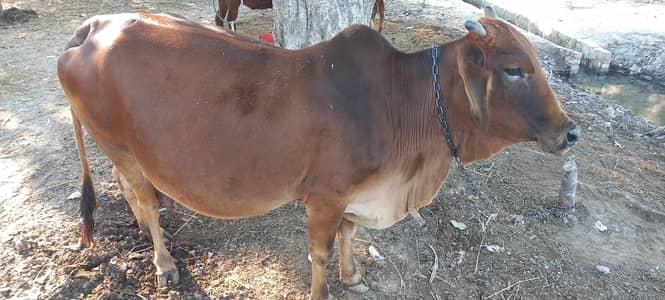 sahiwal Cholistani Cross ha 10 day laty ha