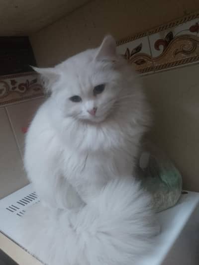 Persian cat