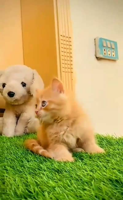 Persian kittens for urgent sale 0337*68*22*199 My Whatsapp number