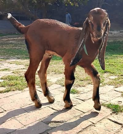 Beetal Nagra Quality Male Goat kid for sale