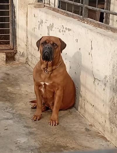 Bull mastiff breeder pair available for farm house's