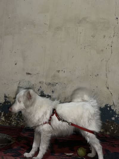 Russian dog 6 months puppy white colour pink noise