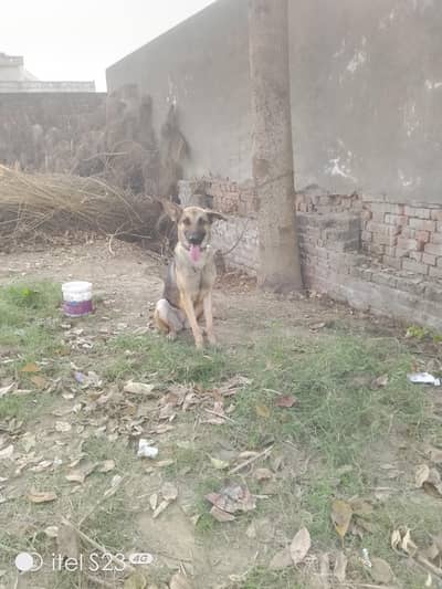 German shepherd  signal Cort dog