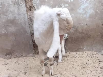 Abluck gulabi breeder