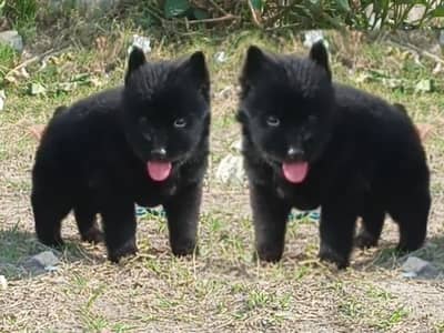 black German Shepherd For sale