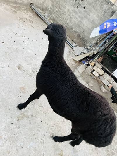 Dumba O33Z 33 I6I 33 whattsapp or phone