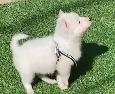 Russian puppy male available