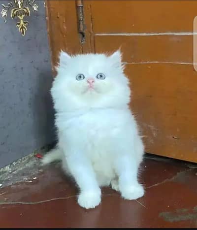 Persian cat 2month age my WhatsApp number 0341/48/95/928