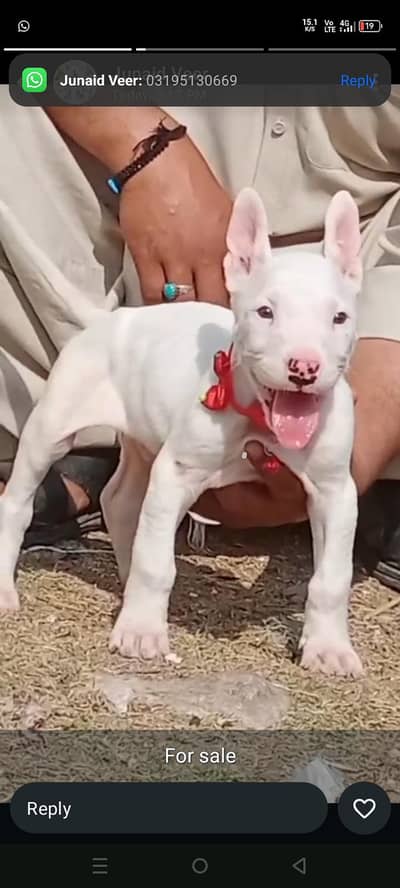 kohati gultar mail 2 mahnt for sale