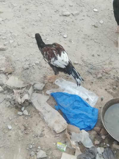 do Golden female price 4500