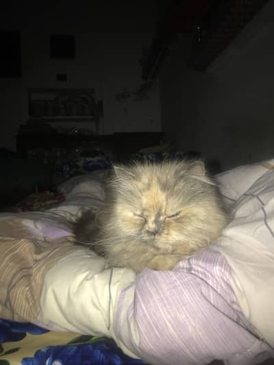 Persian cat for sale