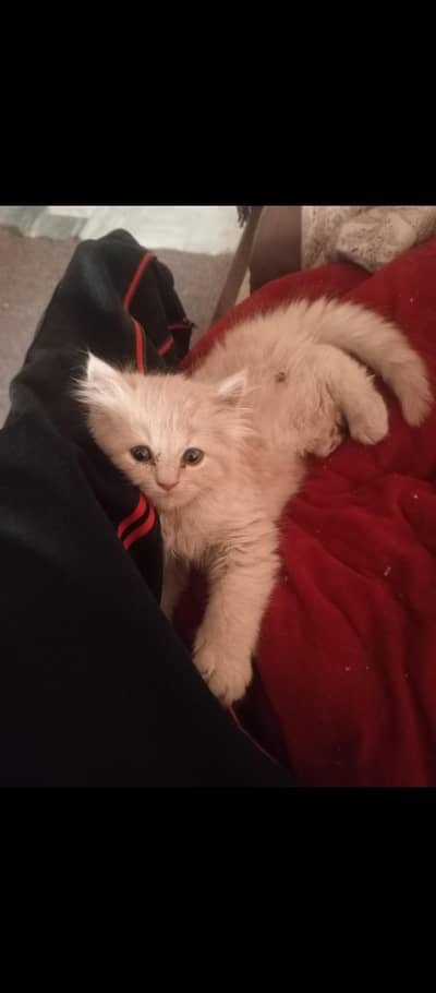Persian kitten male