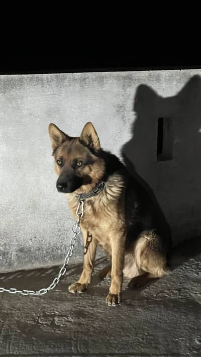 This is very good dog