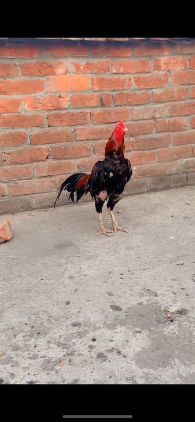 Aseel murga for sale