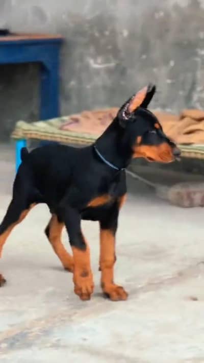imported American Doberman for sale