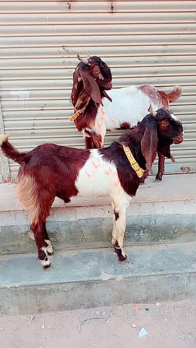 2 Bakra Full tayar 15 days Mai 2 Dant ka ho jaega