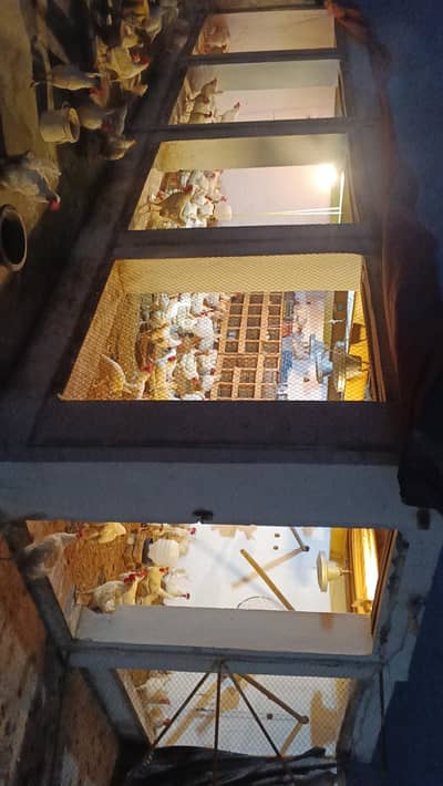 White layar Murghian