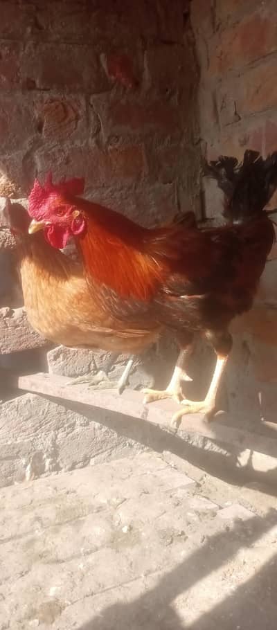 golden misri our dasi ka pair