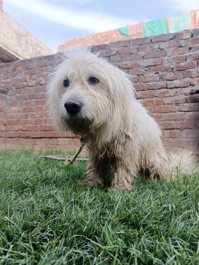 sale My beautiful dog 